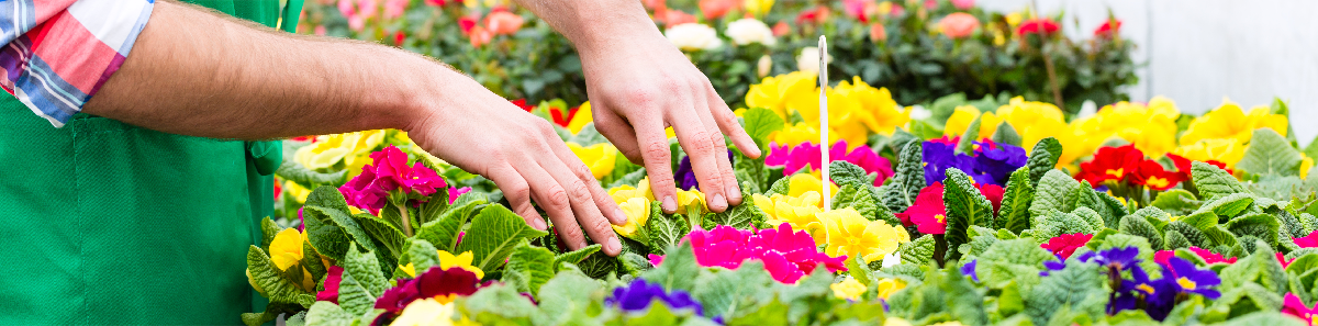 色鮮やかな花