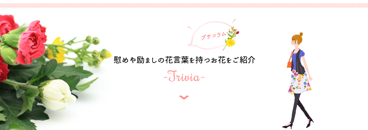 慰めや励ましの花言葉を持つお花をご紹介