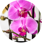 ピンク色の花