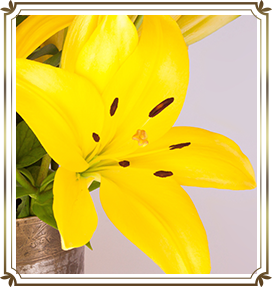 カナリアイエローの花