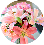 パステルピンクの花