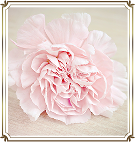 薄ピンクの花